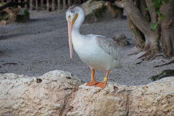 Орландо Флорида Июля 2019 Года Хороший Пеликан Скалах Seaworld — стоковое фото