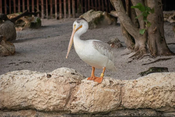 Orlando Florida July 2019 Nice Pelican Rocks Seaworld — Stock Photo, Image