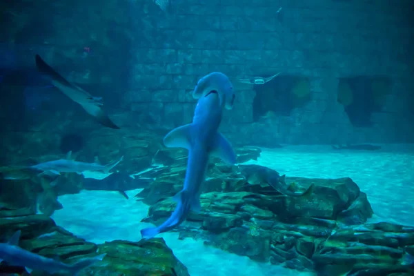 フロリダ州オーランド2019年7月25日シーワールド1の水族館でサメとマンタの光線 — ストック写真