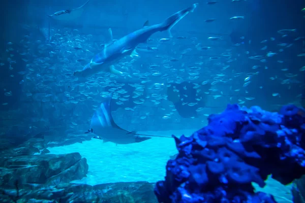 Orlando Florida Temmuz 2019 Seaworld Akvaryum Shark Manta Işınları — Stok fotoğraf