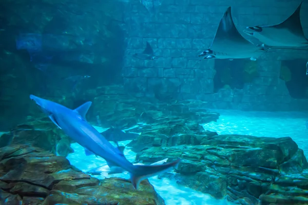 フロリダ州オーランド2019年7月25日シーワールド7の水族館でサメとマンタの光線 — ストック写真