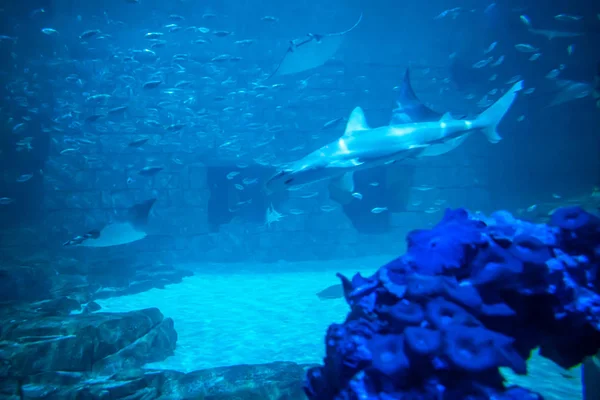 フロリダ州オーランド2019年7月25日シーワールド15の水族館でサメとマンタの光線 — ストック写真