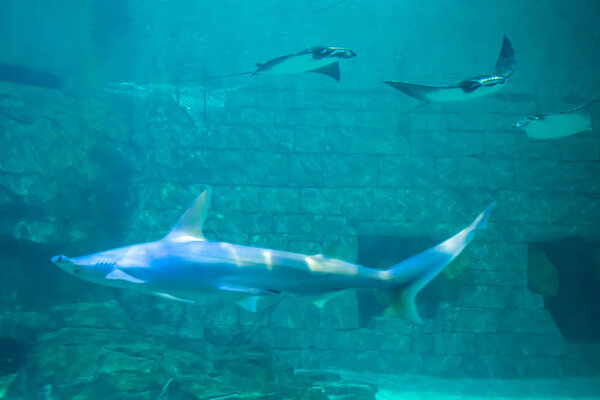 Orlando, Florida. July 25, 2019. Shark and manta rays in Aquarium at Seaworld