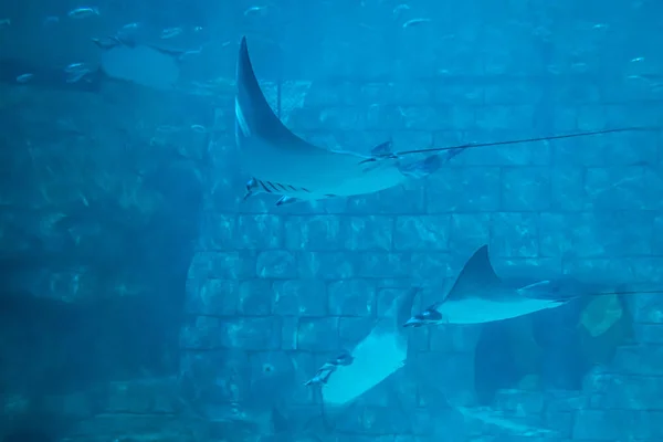 フロリダ州オーランド2019年7月25日シーワールド39の水族館でサメとマンタの光線 — ストック写真