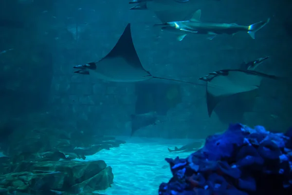 Orlando Florida Julio 2019 Tiburones Mantarrayas Acuario Seaworld —  Fotos de Stock