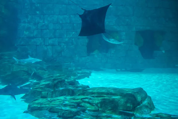 フロリダ州オーランド2019年7月25日シーワールド7の水族館でサメとマンタの光線 — ストック写真