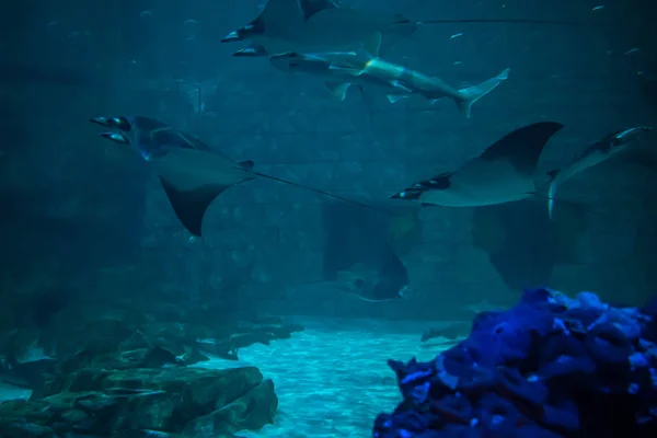 フロリダ州オーランド2019年7月25日シーワールド41の水族館でサメとマンタの光線 — ストック写真