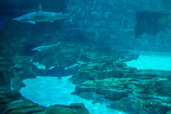 フロリダ州オーランド2019年7月25日シーワールドの水族館でサメとマンタの光線 — ストック写真