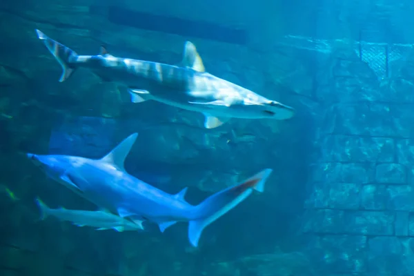 フロリダ州オーランド2019年7月25日シーワールドの水族館でサメ — ストック写真