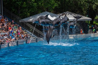 Orlando, Florida. 29 Temmuz 2019. Seaworld yunus gün göstermek atlama yunusların güzel görünümü (2)