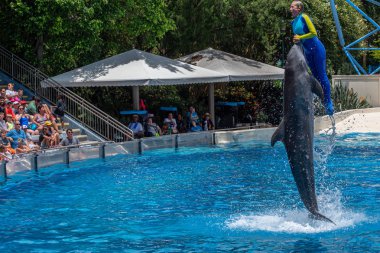 Orlando, Florida. 29 Temmuz 2019. Dolphin ve kadın eğitmen Seaworld Dolphin Days göstermek birlikte atlama (4)