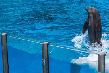 Orlando, Florida. 29 Temmuz 2019. Dolphin Days seaworld göstermek yunus dans (1).