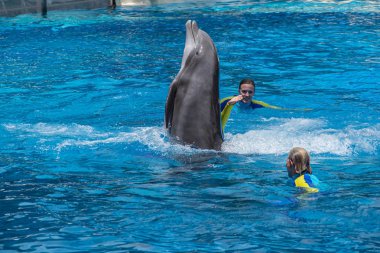 Orlando, Florida. 29 Temmuz 2019. Seaworld Yunus Günleri göstermek eğitmenler ile Yunus dans (5)