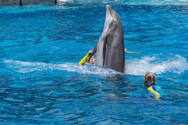 Orlando, Florida. 29 Temmuz 2019. Seaworld Yunus Günleri göstermek eğitmenler ile Yunus dans (4).