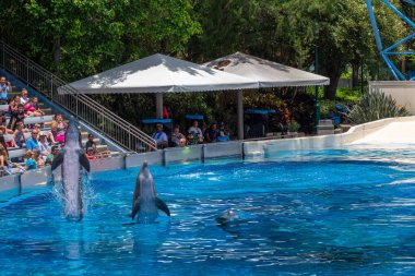 Orlando, Florida. 29 Temmuz 2019. Dolphin Days'de sudan çıkan yunuslar Seaworld'de gösteri de gösteriyor.