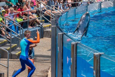 Orlando, Florida. 29 Temmuz 2019. Seaworld Yunus Günleri göstermek eğitmen ve küçük çocuk ile oynarken sevimli yunus (5).