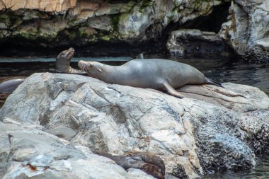 Orlando, Florida. 26 Temmuz 2019. Seaworld kayalar üzerinde Nice California deniz aslanı (7).