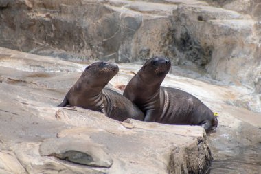 Orlando, Florida. 26 Temmuz 2019. Seaworld kayalar üzerinde Genç Kaliforniya deniz aslanı yavruları (1).