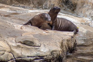 Orlando, Florida. 26 Temmuz 2019. Seaworld kayalar üzerinde Genç Kaliforniya deniz aslanı yavruları (2)