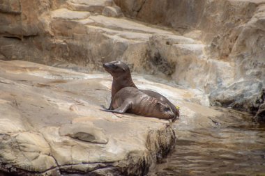 Orlando, Florida. 26 Temmuz 2019. Seaworld kayalar üzerinde Genç Kaliforniya deniz aslanı yavruları (5).