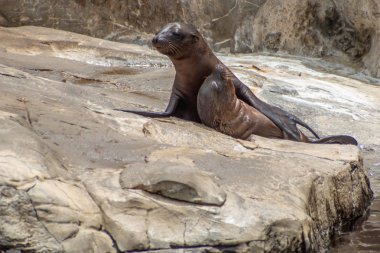 Orlando, Florida. 26 Temmuz 2019. Seaworld kayalar üzerinde Genç Kaliforniya deniz aslanı yavruları (8)