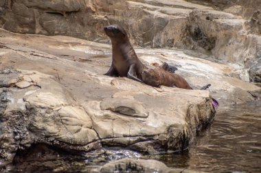 Orlando, Florida. 26 Temmuz 2019. Seaworld kayalar üzerinde Genç Kaliforniya deniz aslanı yavruları (9)