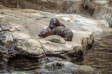 Orlando, Florida. 26 Temmuz 2019. Seaworld kayalar üzerinde Genç Kaliforniya deniz aslanı yavruları (14)