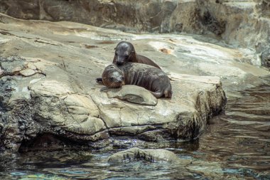 Orlando, Florida. 26 Temmuz 2019. Seaworld kayalar üzerinde Genç Kaliforniya deniz aslanı yavruları (13)