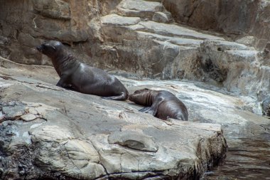 Orlando, Florida. 26 Temmuz 2019. Seaworld kayalar üzerinde Genç Kaliforniya deniz aslanı yavruları (15).