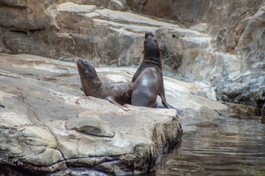 Orlando, Florida. 26 Temmuz 2019. Seaworld kayalar üzerinde Genç Kaliforniya deniz aslanı yavruları (17).