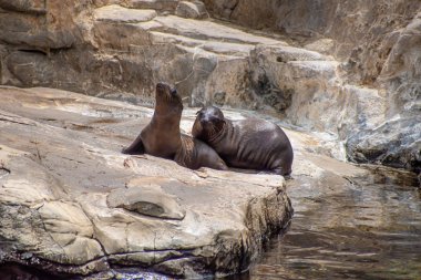 Orlando, Florida. 26 Temmuz 2019. Seaworld kayalar üzerinde Genç Kaliforniya deniz aslanı yavruları (18).