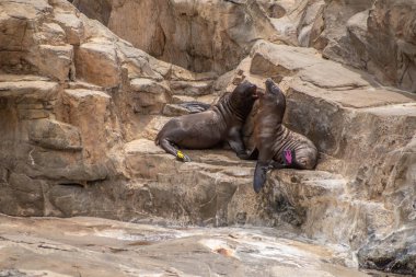 Orlando, Florida. 26 Temmuz 2019. Seaworld kayaların üzerinde oynayan genç Kaliforniya deniz aslanı yavruları (135)
