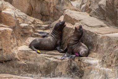 Orlando, Florida. 26 Temmuz 2019. Seaworld kayaların üzerinde oynayan genç Kaliforniya deniz aslanı yavruları (136)