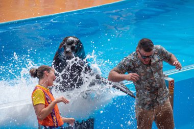 Orlando, Florida. 26 Temmuz 2019. Seaworld'de Deniz Aslan Ları Lisesi'nde yüzgeciyle halka su sıçratan sevimli deniz aslanı (3)