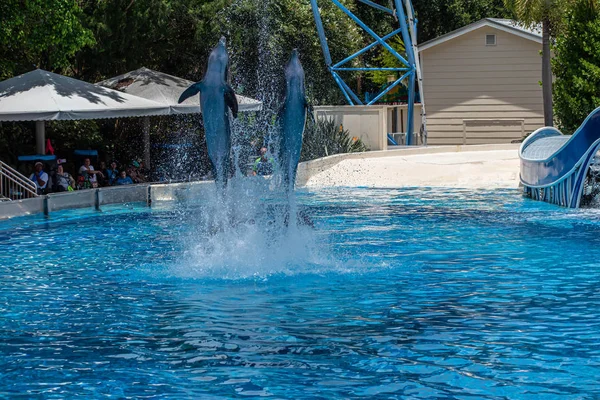 Orlando Florida Juli 2019 Delfiner Hoppar Dolphin Days Show Seaworld — Stockfoto
