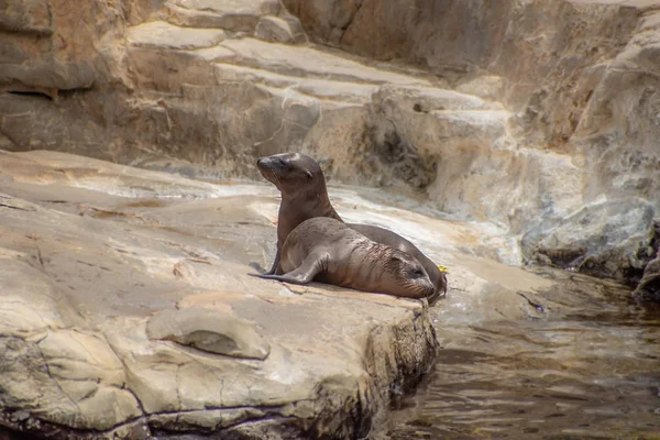 Orlando, Florida. 26 Temmuz 2019. Seaworld kayalar üzerinde Genç Kaliforniya deniz aslanı yavruları (5).