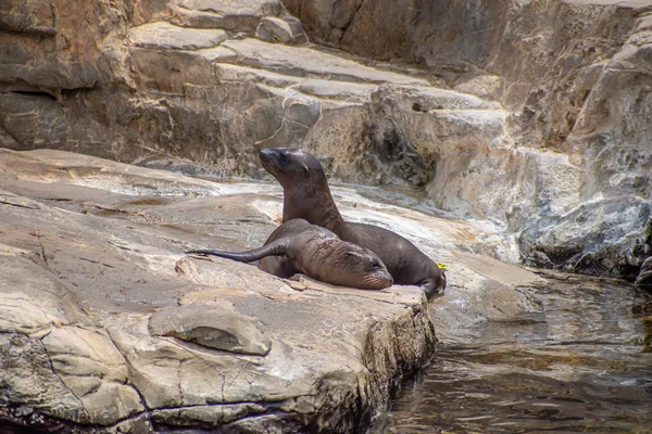 Orlando Florida Temmuz 2019 Seaworld Kayalar Üzerinde Genç Kaliforniya Deniz — Stok fotoğraf