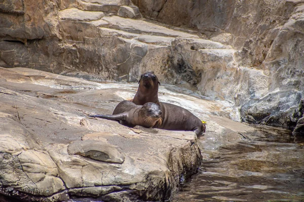 Orlando Florida Julio 2019 Jóvenes Cachorros León Marino California Las —  Fotos de Stock