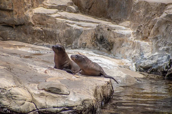 Orlando, Florida. 26 Temmuz 2019. Seaworld kayalar üzerinde Genç Kaliforniya deniz aslanı yavruları (6).
