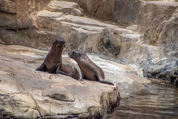 Orlando, Florida. 26 Temmuz 2019. Seaworld kayalar üzerinde Genç Kaliforniya deniz aslanı yavruları (7).