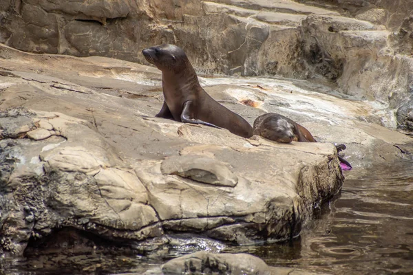 Orlando, Florida. 26 Temmuz 2019. Seaworld kayalar üzerinde Genç Kaliforniya deniz aslanı yavruları (10)