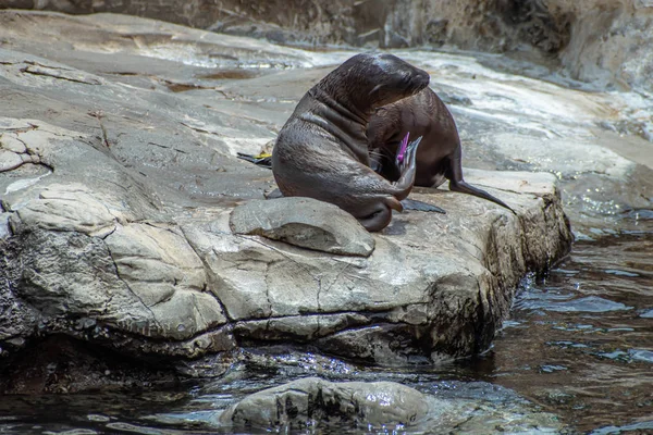 Orlando, Florida. 26 Temmuz 2019. Seaworld kayalar üzerinde genç Kaliforniya deniz aslanı yavruları (11).