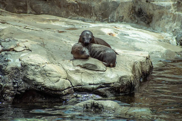 Orlando Florida Juli 2019 Young California Sea Lion Valpar Klipporna — Stockfoto