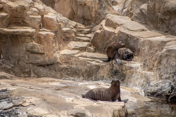 Orlando, Florida. 26 Temmuz 2019. Seaworld kayalarüzerinde genç Kaliforniya deniz aslanı yavruları..