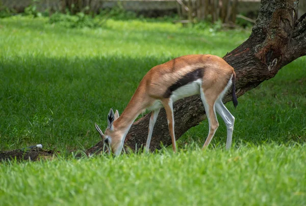 Tampa Bay Florida Agosto 2019 Gacela Comiendo Prado Verde —  Fotos de Stock