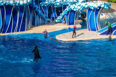 Orlando, Florida. 23 Ağustos 2019. Seaworld'de Touch the Sky Show'da yunus dansı (3)