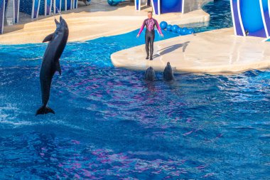 Orlando, Florida. 23 Ağustos 2019. Dolphin Seaworld de Sky Show Touch atlama (7).