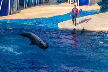 Orlando, Florida. 23 Ağustos 2019. Dolphin Seaworld de Sky Show Touch atlama (8)