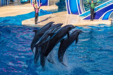 Orlando, Florida. 23 Ağustos 2019. Seaworld'de Touch the Sky Show'da zıplayan yunuslar (1)