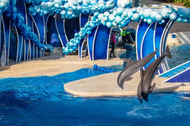 Orlando, Florida. 23 Ağustos 2019. Seaworld'de Touch the Sky Show'da zıplayan yunuslar (5)